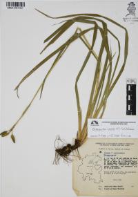 Orthrosanthus exsertus image